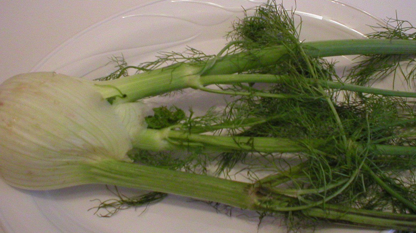 Fennel 101 The Basics