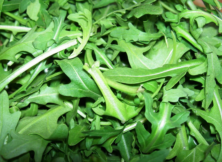 arugula 101 the basics